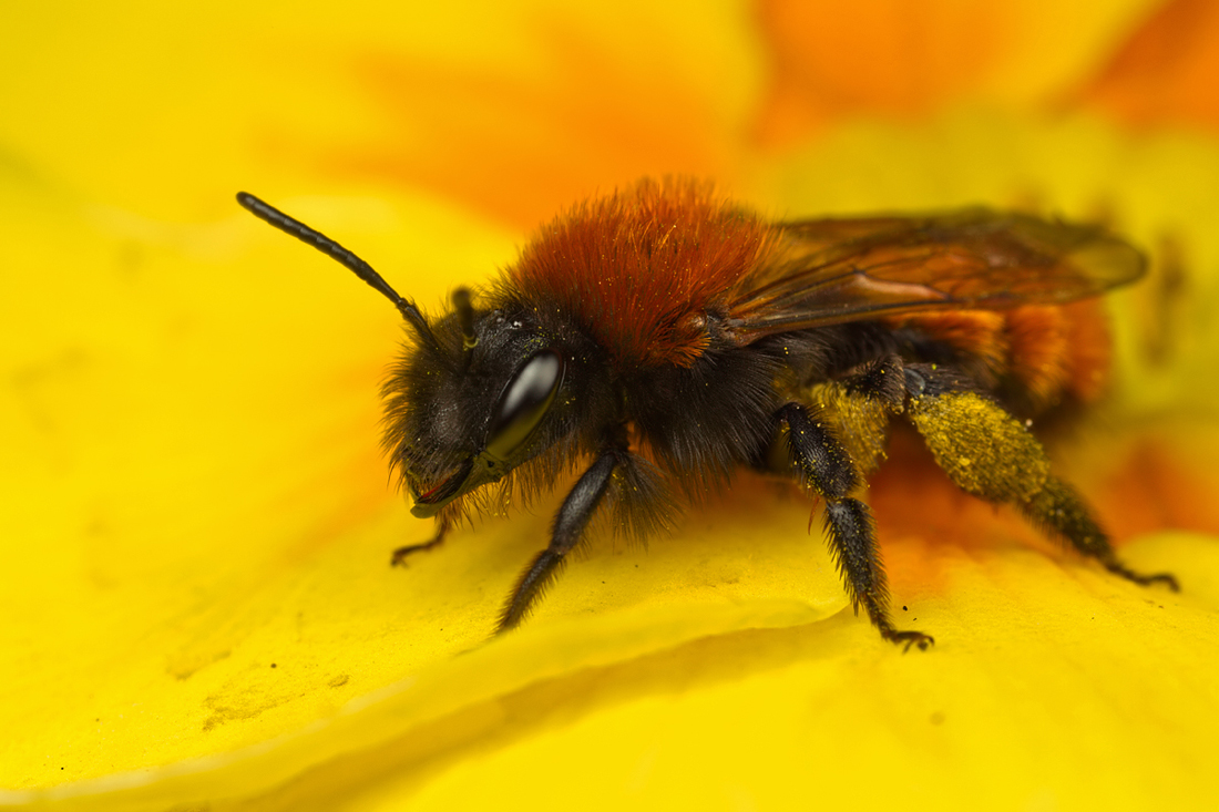 Tawny Mining Bee 5